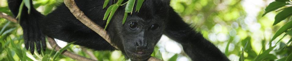 A Howler Monkey